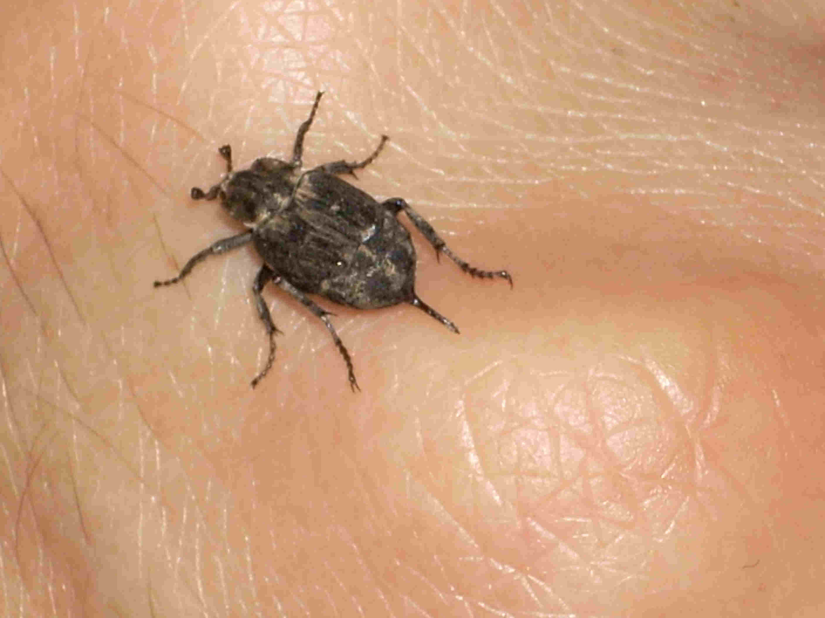 identificazione coleottero: Valgus hemipterus